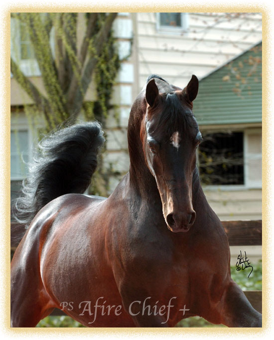 arabian_horse_afireart.jpg