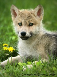 wolf-pup-portrait-with-flowers-793421-1-.jpg
