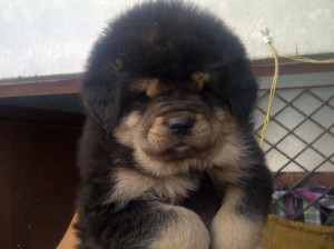 1357278887_468914140_1-pictures-of--tibetan-mastiff-puppy-for-sale-in-bangalore.jpg