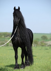 friesian2.jpg